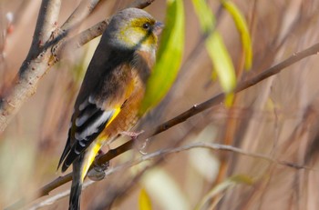 2023年12月26日(火) 恩智川治水緑地の野鳥観察記録