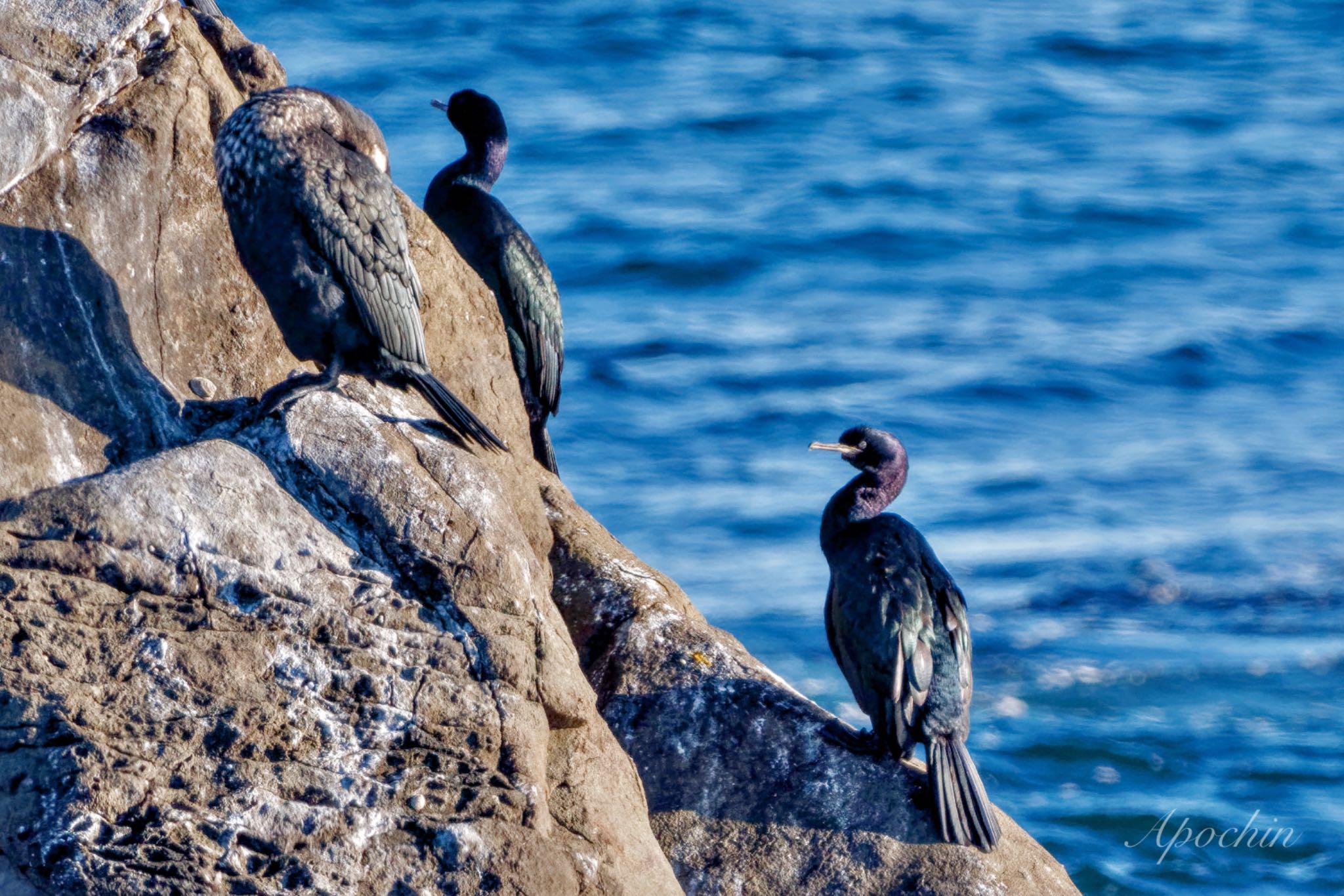 Pelagic Cormorant