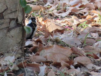 Japanese Tit Unknown Spots Tue, 12/26/2023