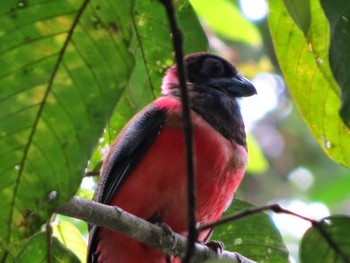 Diard's Trogon