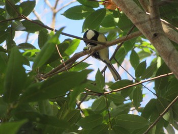 Japanese Tit Unknown Spots Tue, 12/26/2023