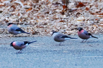 Eurasian Bullfinch Hayatogawa Forest Road Tue, 12/26/2023