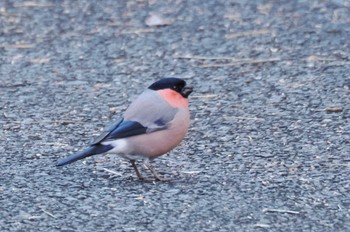 Eurasian Bullfinch(rosacea) Hayatogawa Forest Road Tue, 12/26/2023