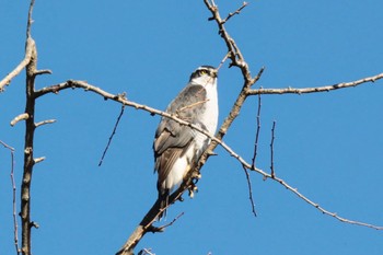 Eurasian Goshawk Unknown Spots Sat, 12/23/2023