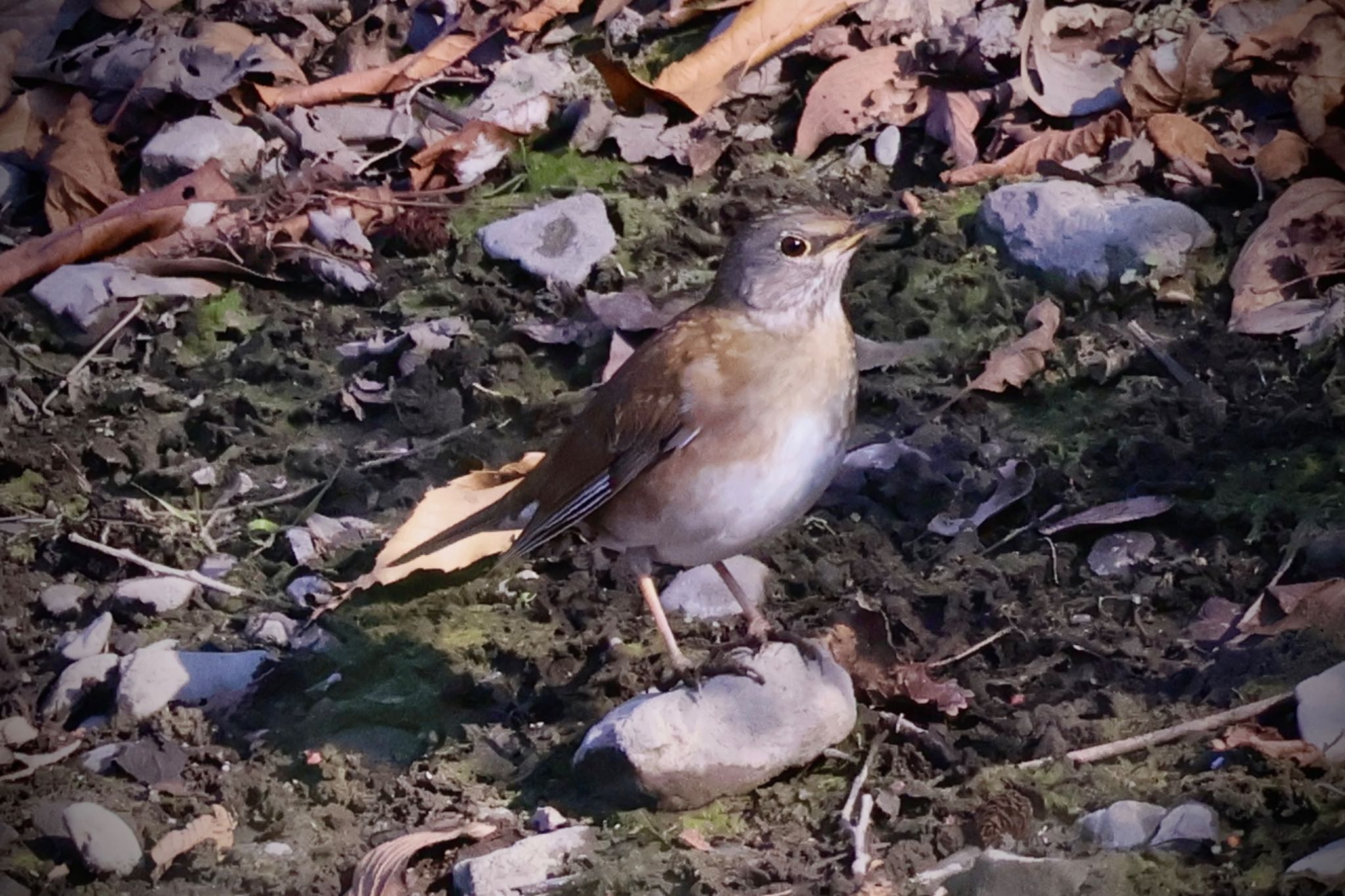 Pale Thrush