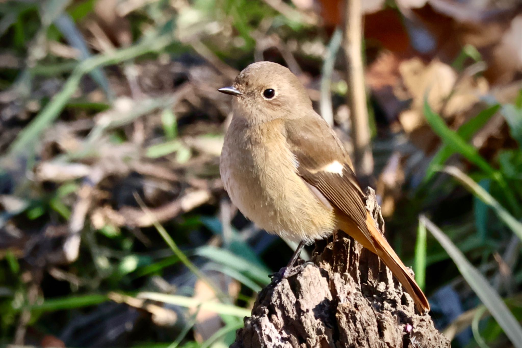 Daurian Redstart