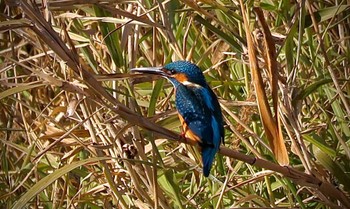 2023年12月24日(日) 浅羽ビオトープの野鳥観察記録