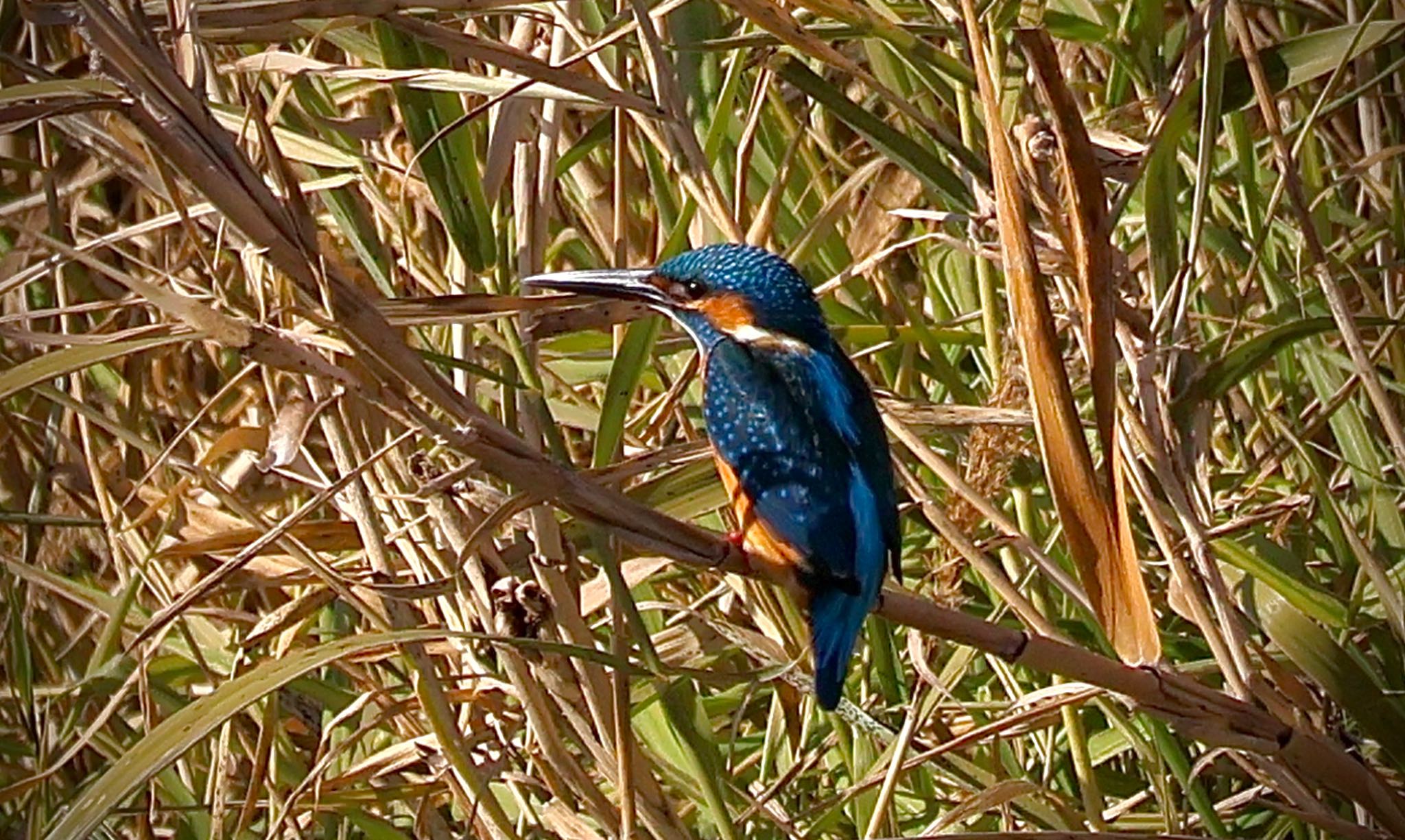 Common Kingfisher