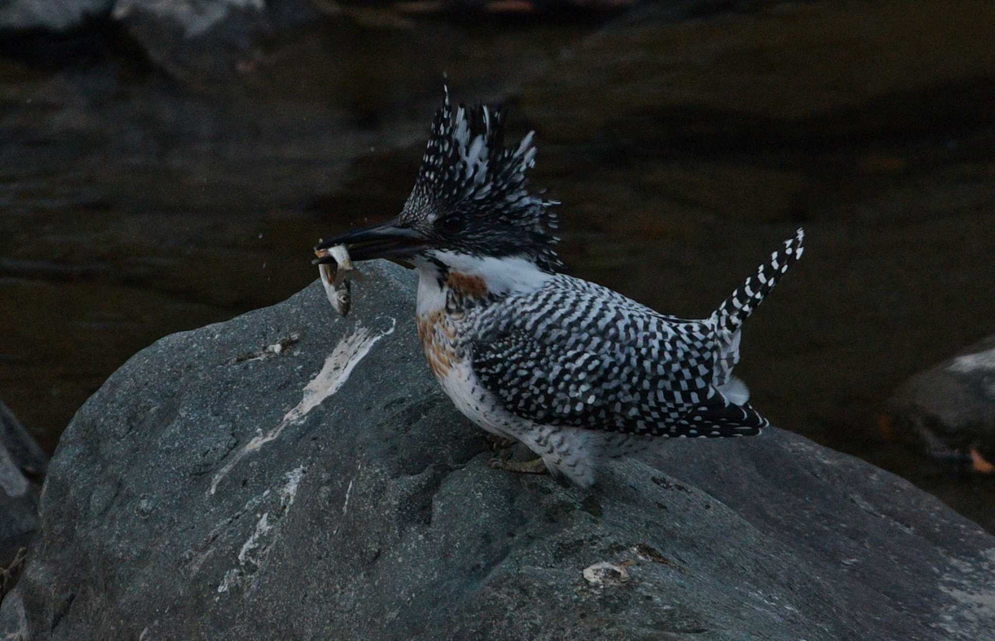 Photo of Crested Kingfisher at  by くまのみ