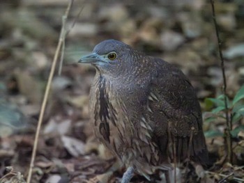 Japanese Night Heron Mizumoto Park Tue, 12/26/2023