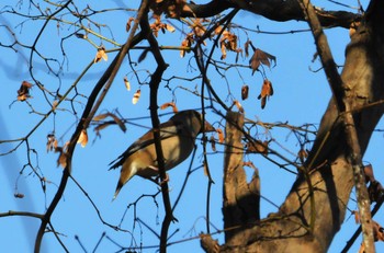 Tue, 12/26/2023 Birding report at 片倉城址