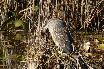 2023年12月23日(土) 都立浮間公園の野鳥観察記録