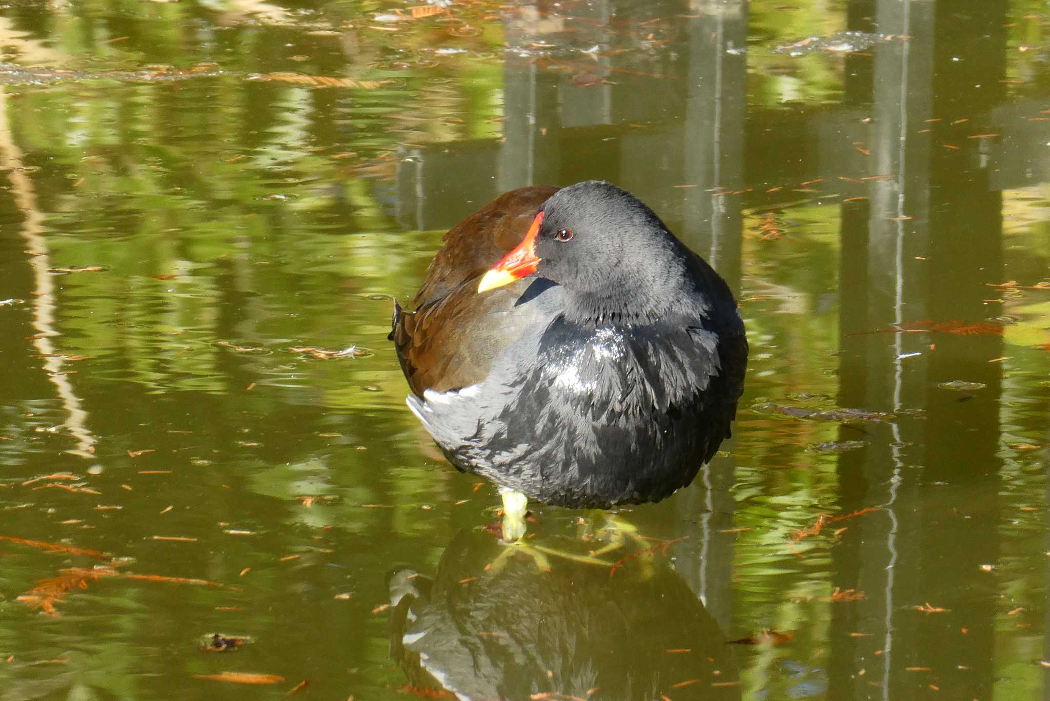 Common Moorhen