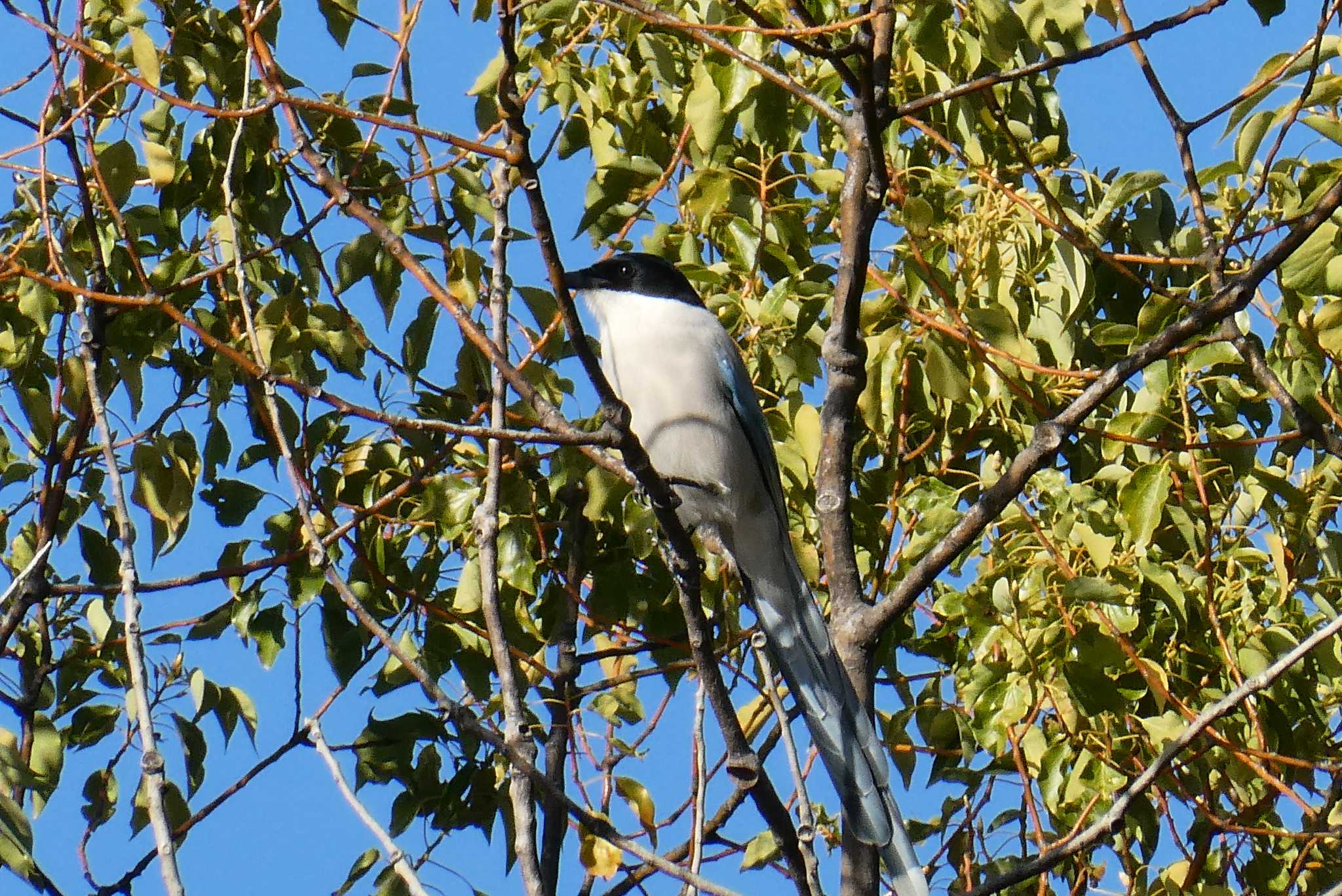 Azure-winged Magpie