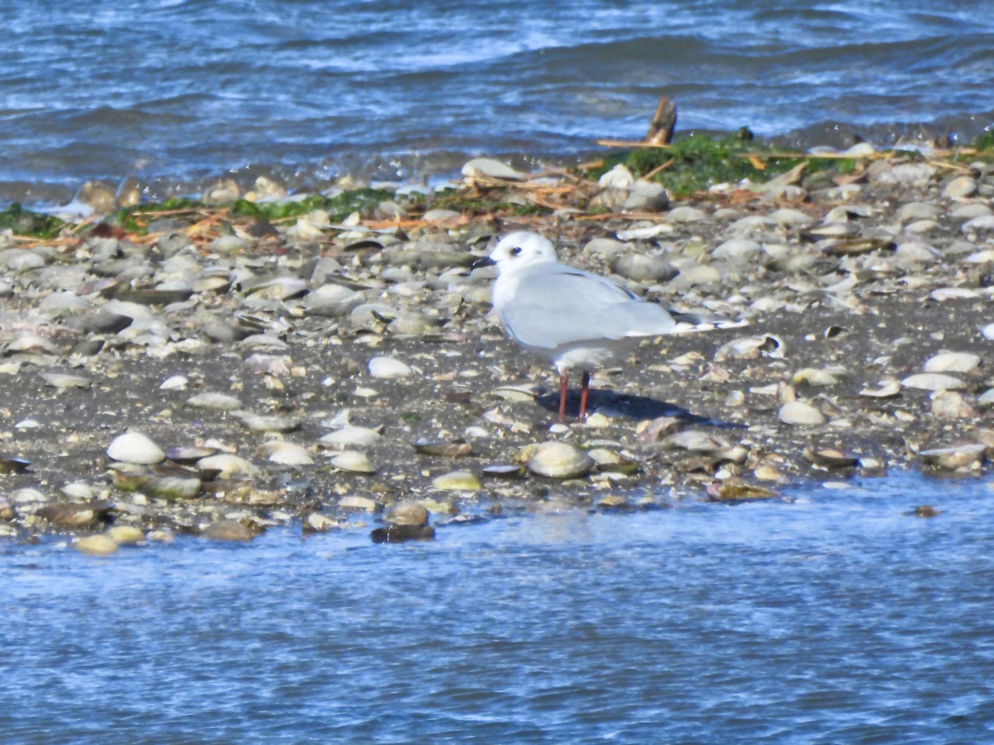 Saunders's Gull