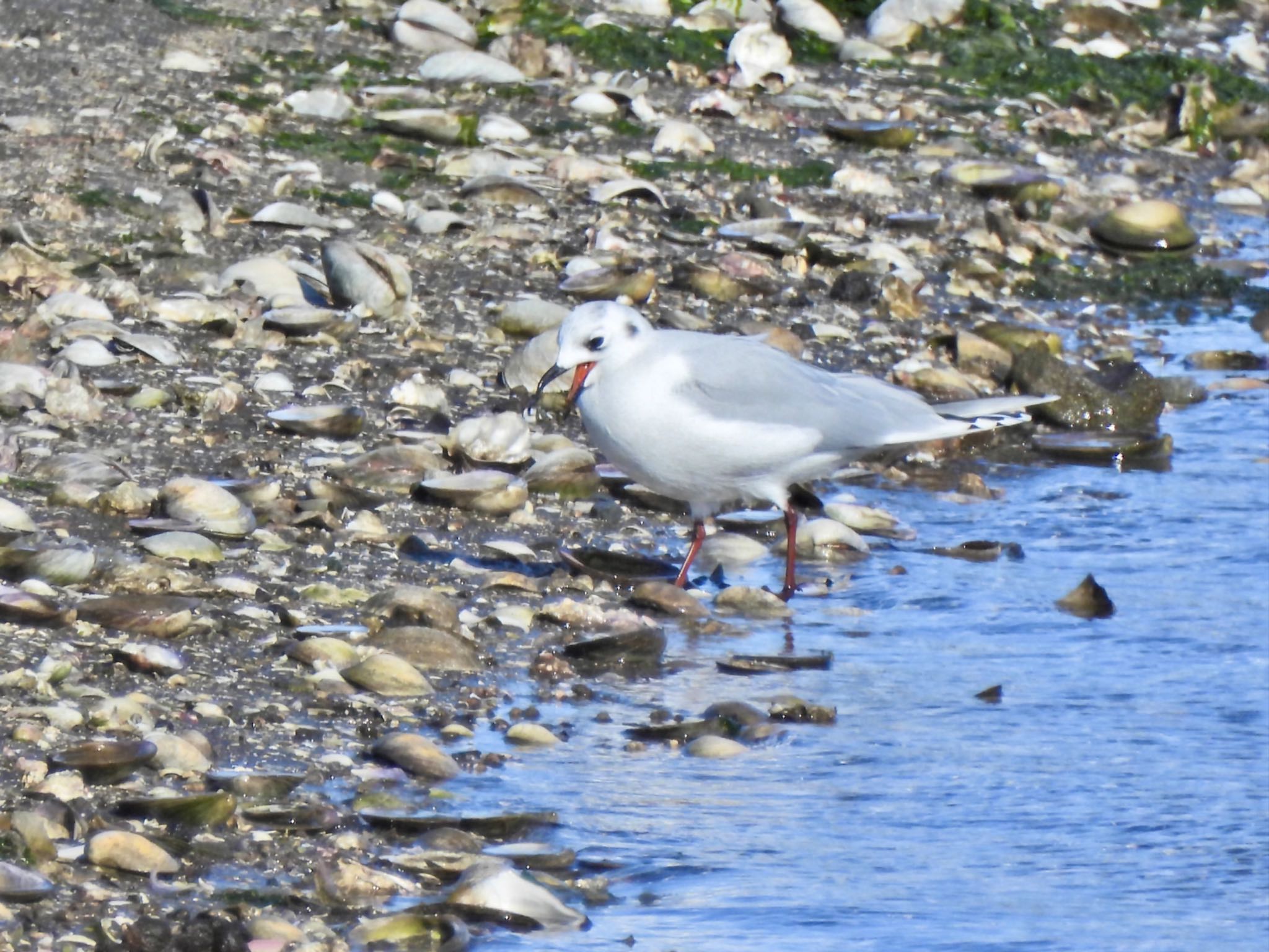 Saunders's Gull