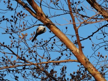 Long-tailed Tit 天城高原 Tue, 12/26/2023