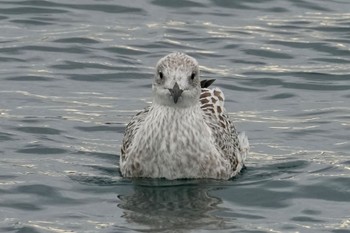 Slaty-backed Gull 鳥取県境港市 Sat, 12/23/2023