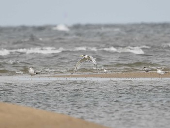 2018年10月12日(金) 三重県の野鳥観察記録