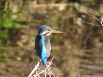 2023年12月26日(火) 多摩川の野鳥観察記録