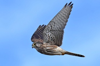 Common Kestrel 稲敷市甘田干拓 Mon, 12/18/2023