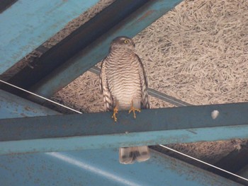 Eurasian Sparrowhawk 名古屋市内 Tue, 12/26/2023