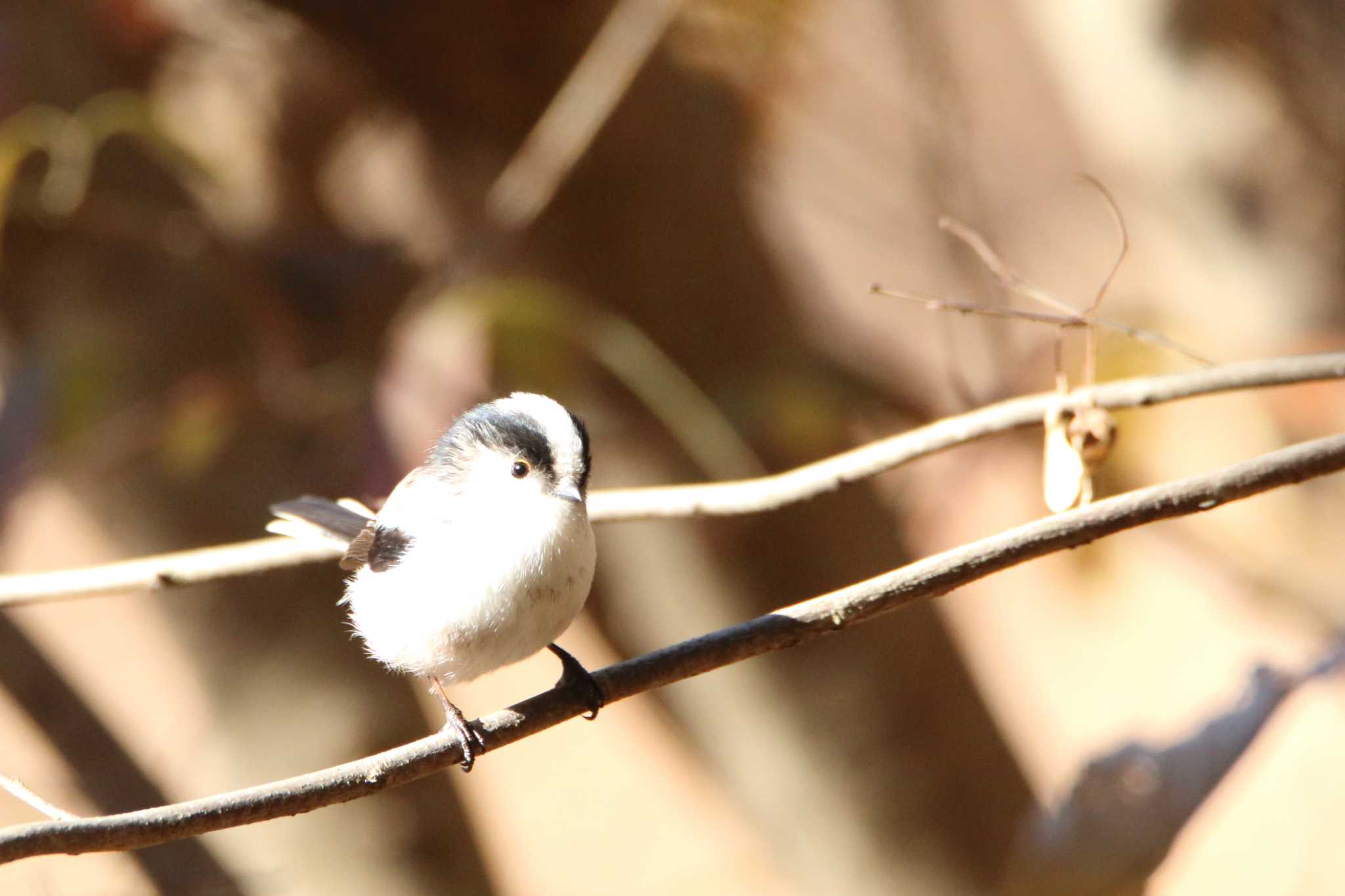 Photo of Long-tailed Tit at 秋ヶ瀬公園(野鳥の森) by tokky