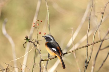 Daurian Redstart Akigase Park Tue, 12/26/2023