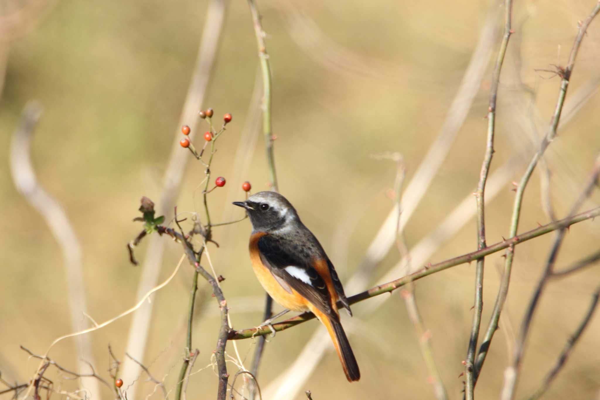 Photo of Daurian Redstart at Akigase Park by tokky