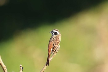 Meadow Bunting Akigase Park Tue, 12/26/2023