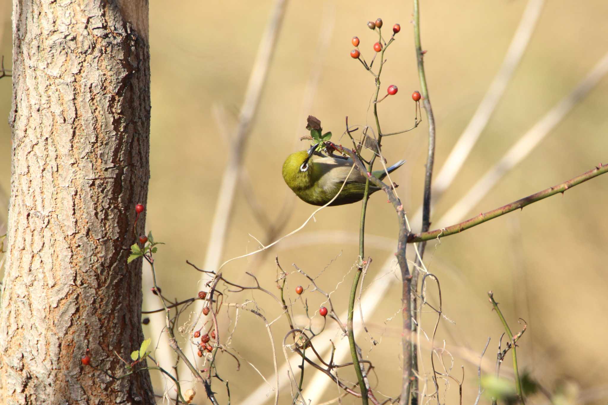 Photo of Warbling White-eye at Akigase Park by tokky