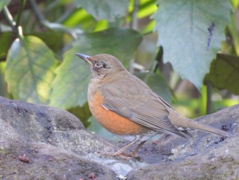 Brown-headed Thrush 井の頭恩賜公園 Tue, 12/26/2023