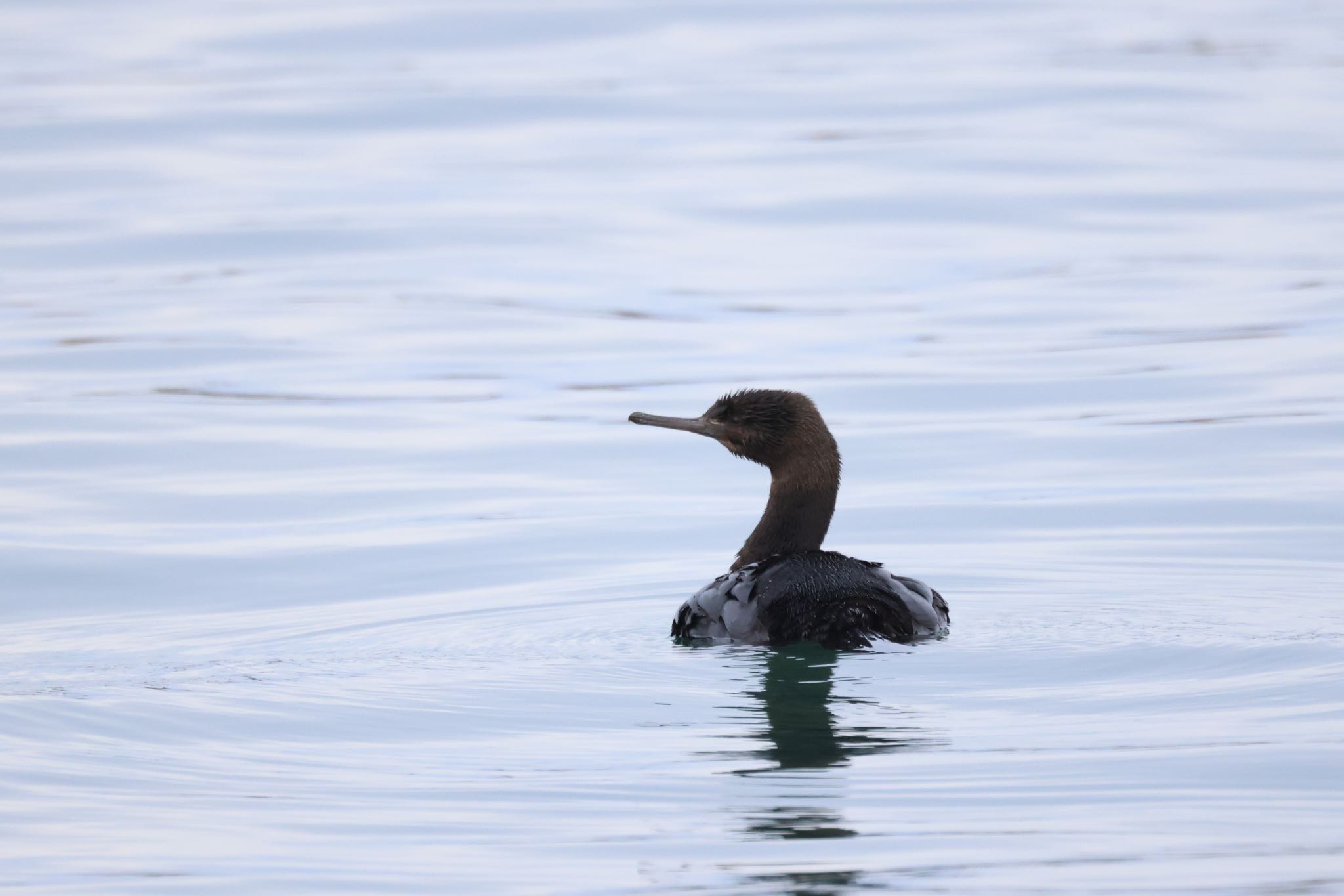 Photo of Pelagic Cormorant at 石狩東埠頭 by will 73