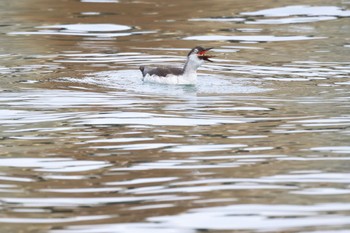 Spectacled Guillemot 石狩東埠頭 Tue, 12/26/2023