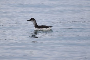 Spectacled Guillemot 石狩東埠頭 Tue, 12/26/2023