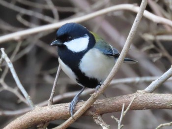 Japanese Tit 平筒沼(宮城県登米市) Tue, 12/26/2023