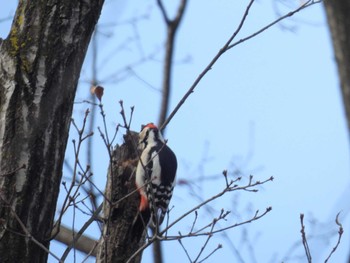 Great Spotted Woodpecker Chikozan Park Sun, 12/24/2023