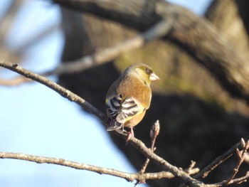 Grey-capped Greenfinch Chikozan Park Sun, 12/24/2023