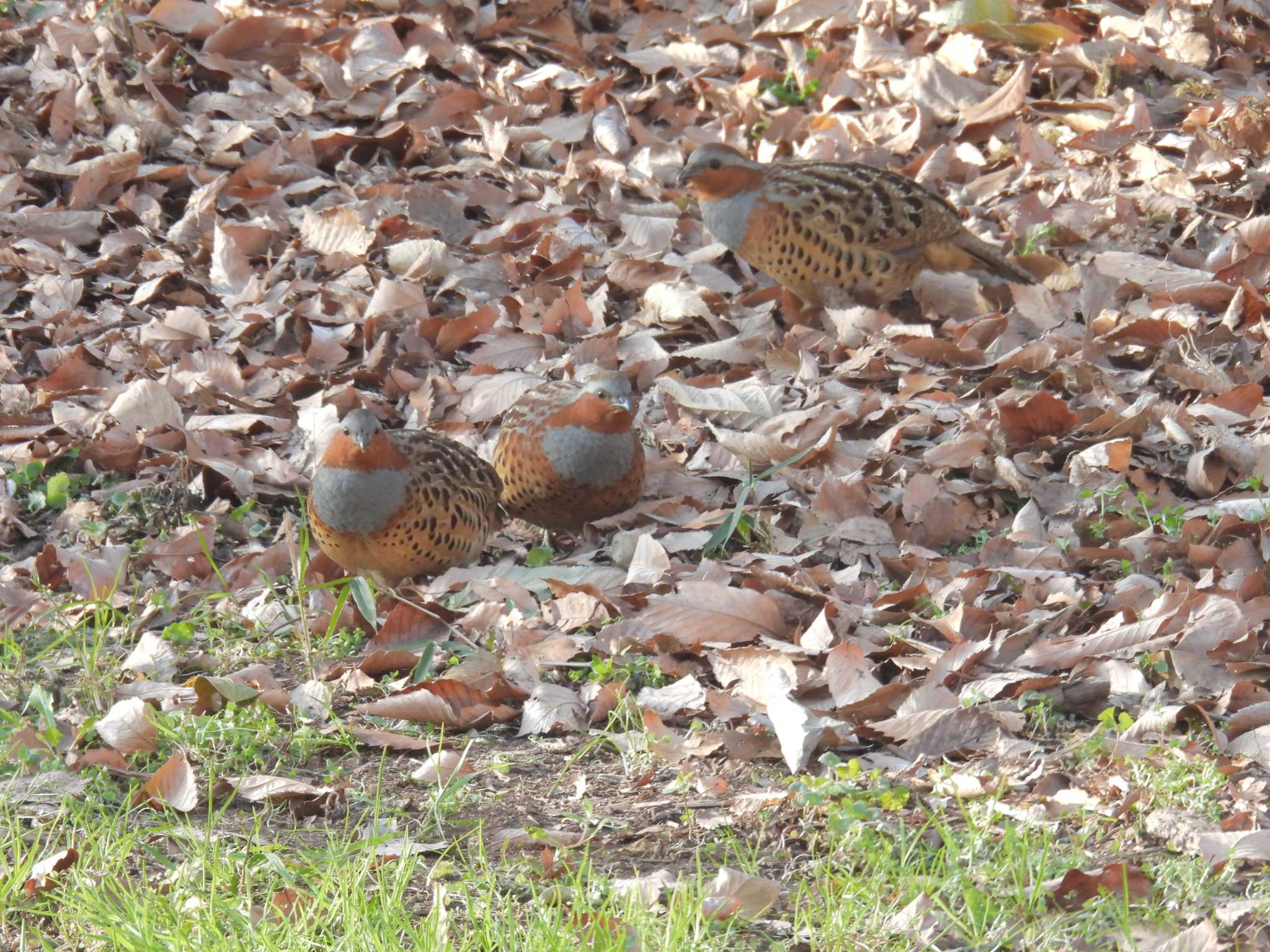 智光山公園 コジュケイの写真 by みそぽてと