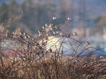 スズメ 野辺山高原 2023年12月14日(木)