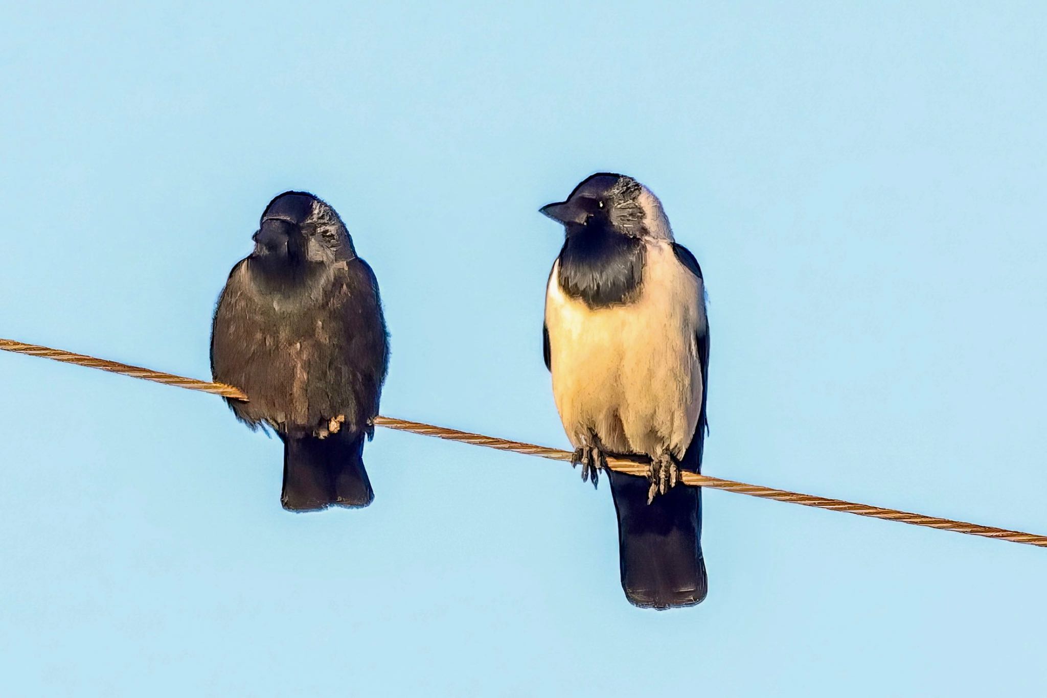 Photo of Daurian Jackdaw at  by amachan