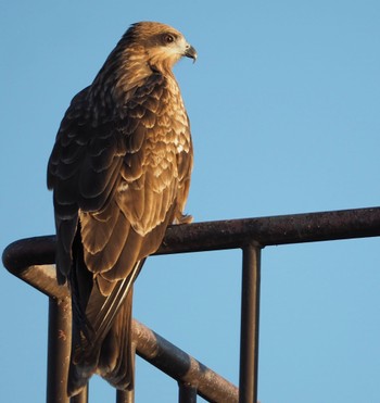 Black Kite Watarase Yusuichi (Wetland) Tue, 12/26/2023