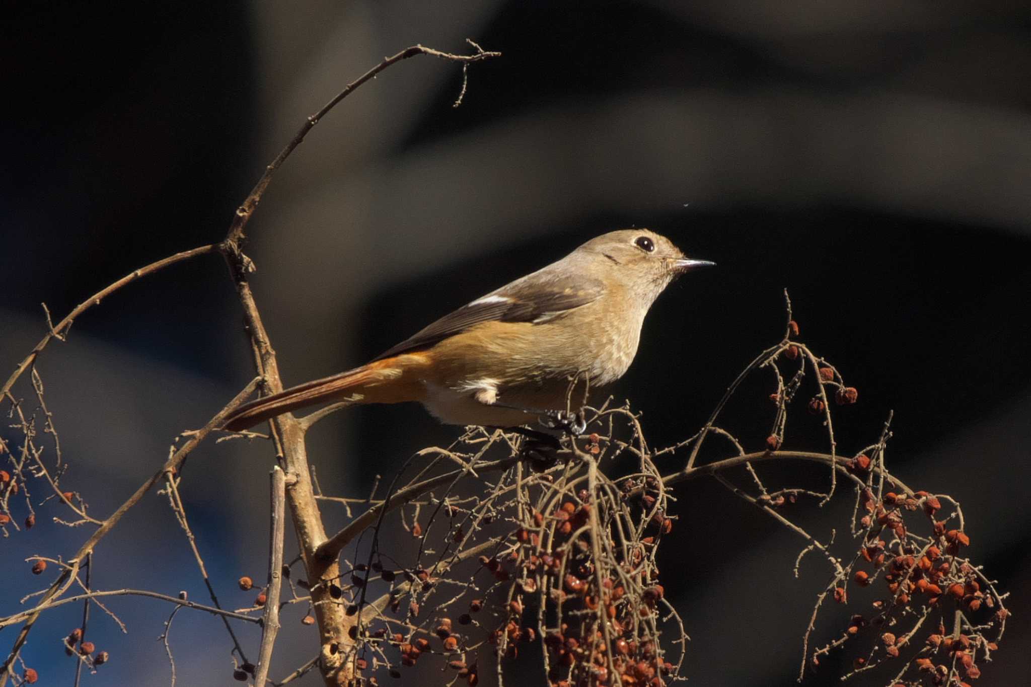 Daurian Redstart