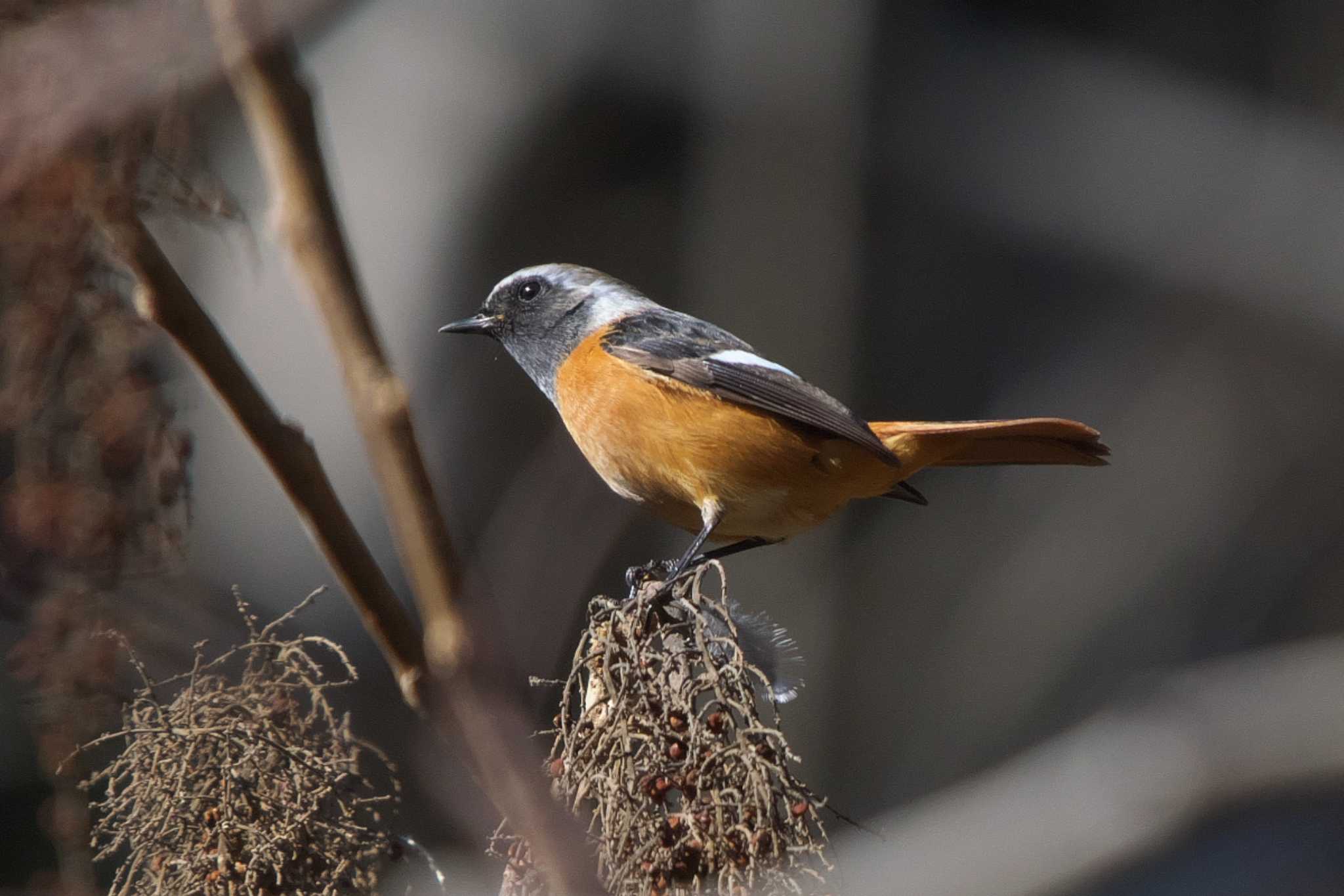 Daurian Redstart