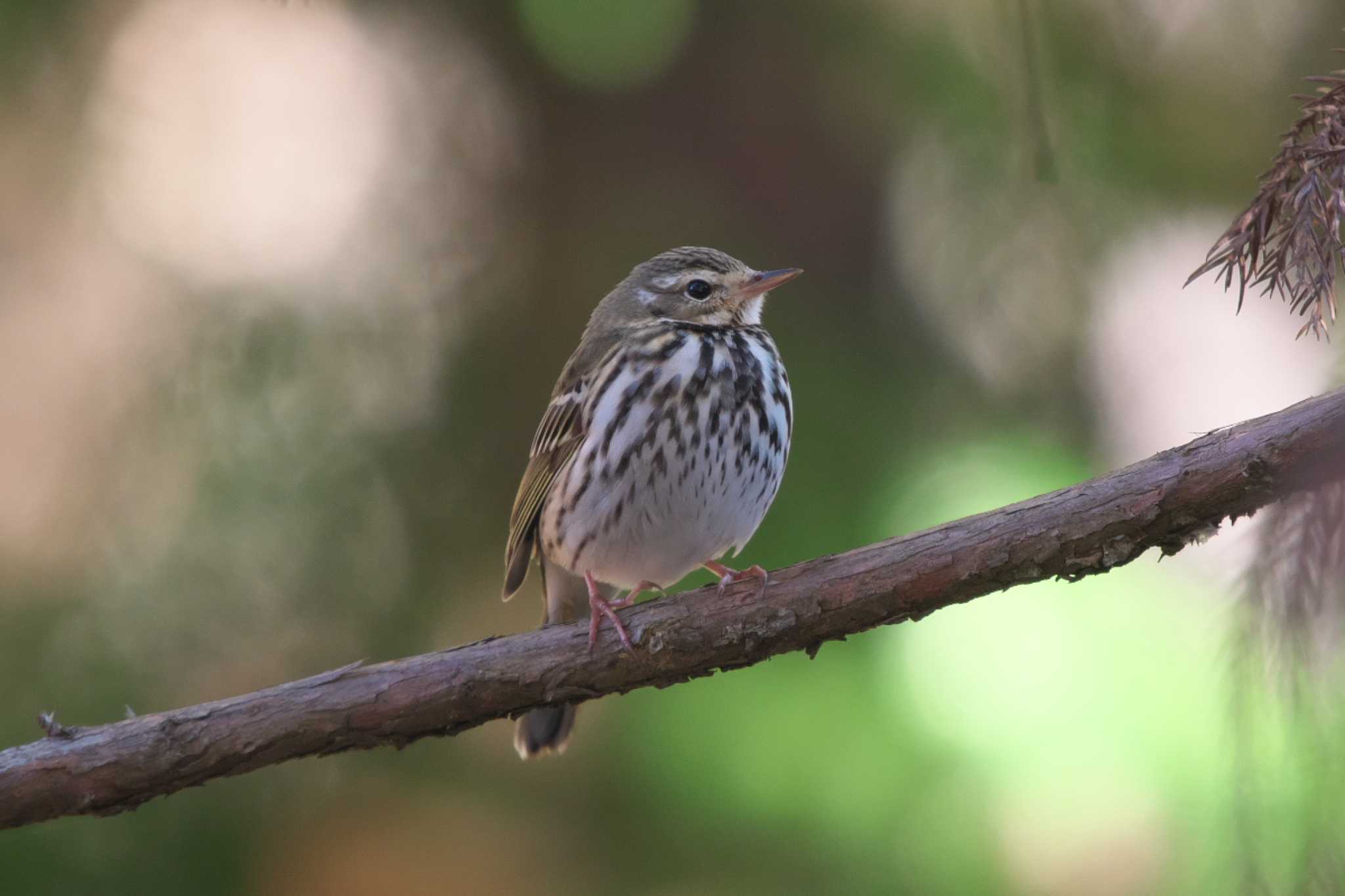 Photo of Olive-backed Pipit at Hayatogawa Forest Road by Y. Watanabe