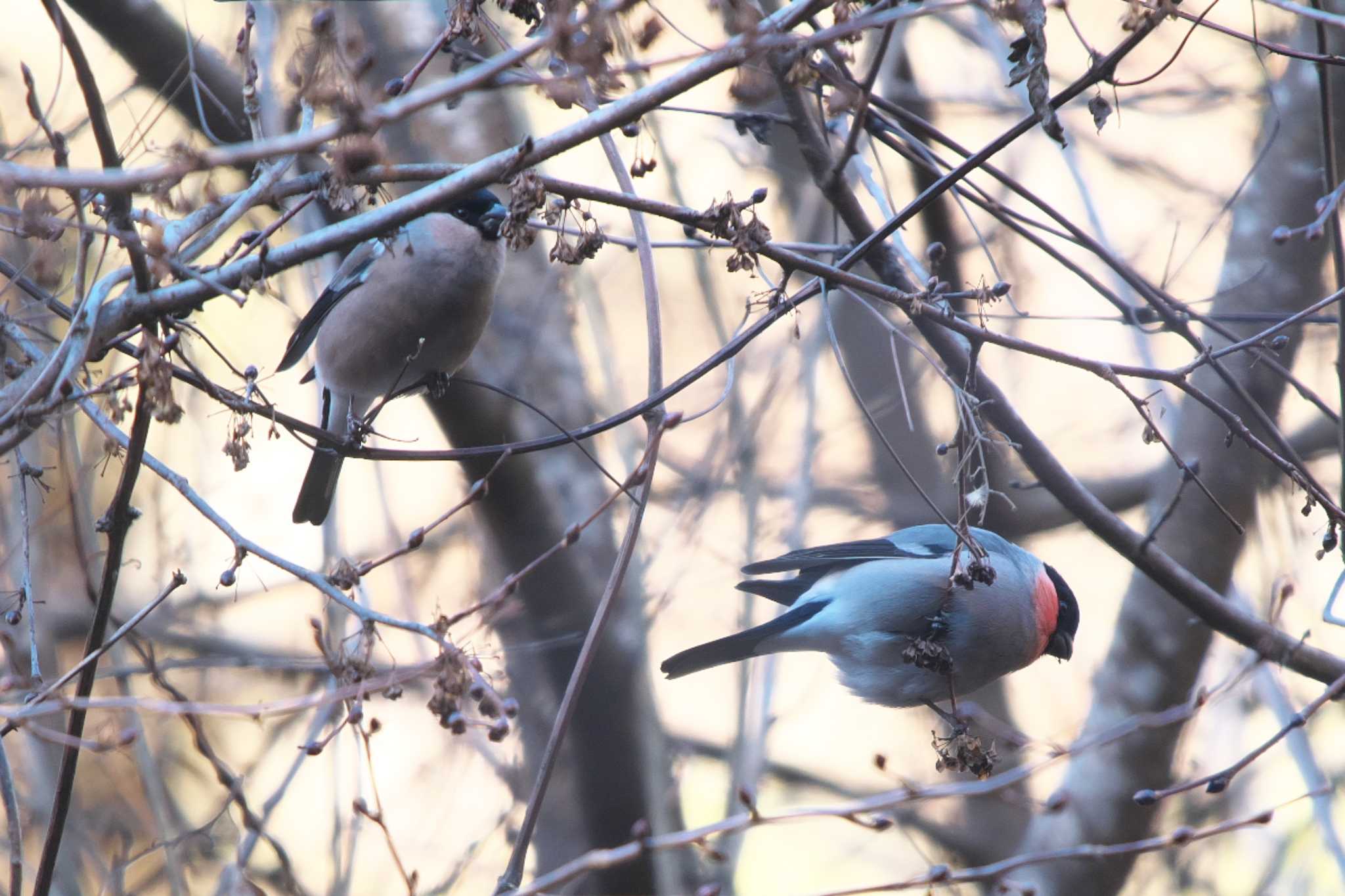 Photo of Eurasian Bullfinch at Hayatogawa Forest Road by Y. Watanabe