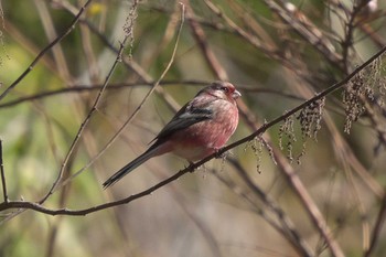 Tue, 12/26/2023 Birding report at Hayatogawa Forest Road