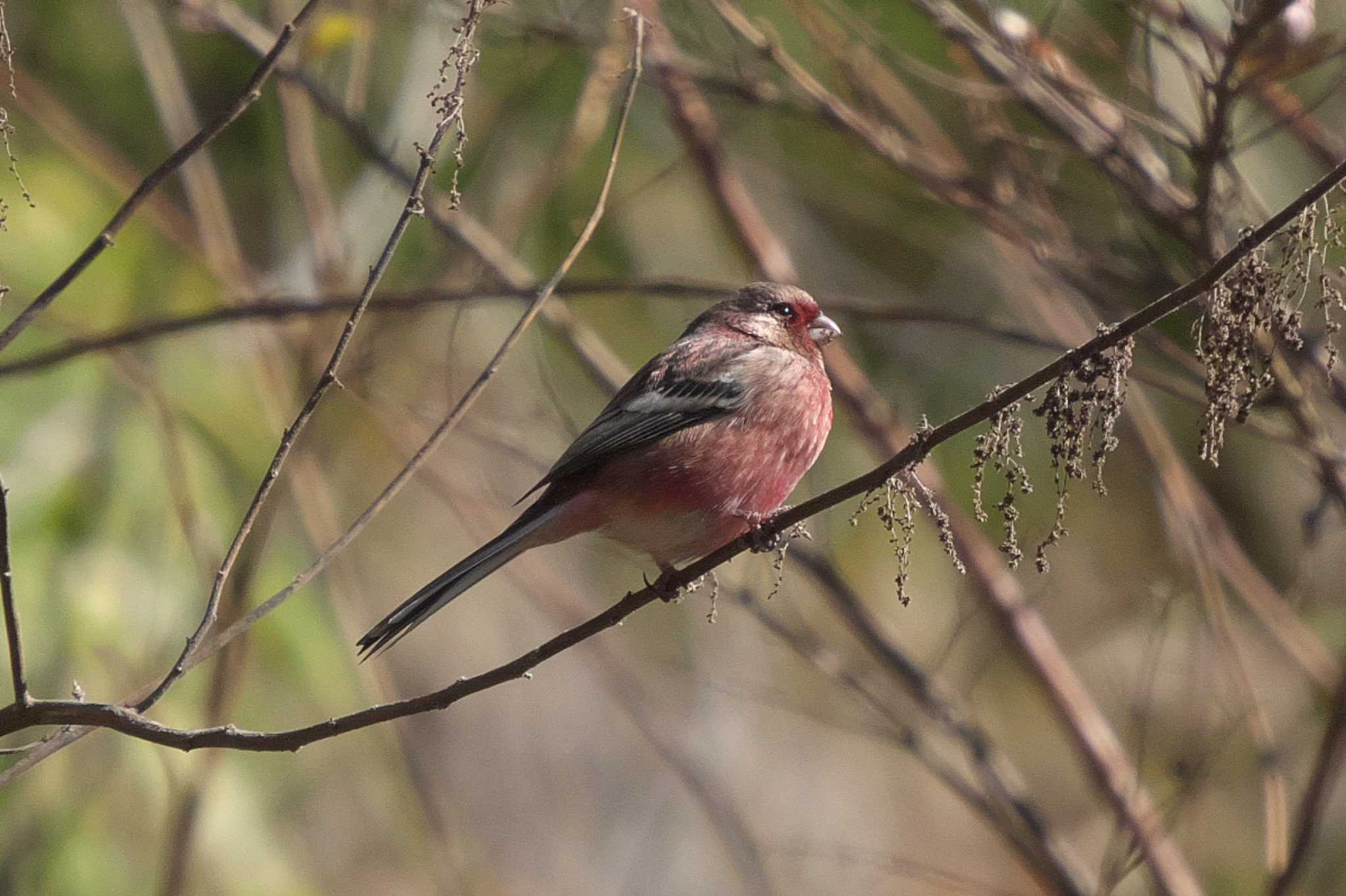 Siberian Long-tailed Rosefinch