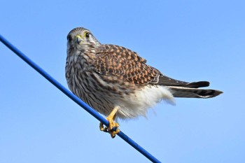 チョウゲンボウ 稲敷市甘田干拓 2023年12月18日(月)