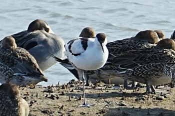 Pied Avocet 米子水鳥公園 Mon, 12/25/2023